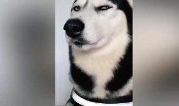 二哈爆料视频大全最新,萌宠日常，笑料横生