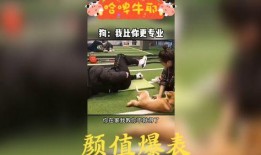 恶搞爆料配音视频大全集,笑料百出，欢乐无限