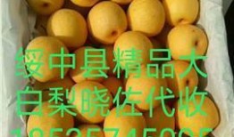 大白梨的爆料有哪些呢视频,揭秘幕后真相