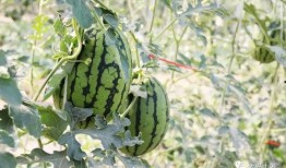 网红炸裂吃瓜,揭秘娱乐圈幕后风云