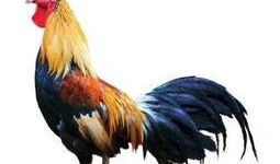 公鸡原神爆料视频下载网站,公鸡爆料视频网站大揭秘